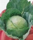 Photo Cabbage grade Zenit F1 