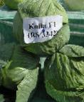 Photo Cabbage grade Kolya F1
