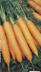 foto La carota la cultivar Bazel F1