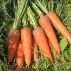 foto La carota la cultivar Kamarillo F1
