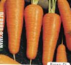 Photo une carotte l'espèce Kupar F1