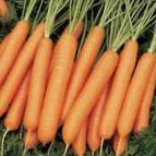 foto La carota la cultivar Neliks F1