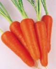 foto La carota la cultivar Abako F1