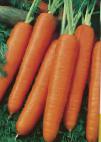 foto La carota la cultivar Karlena 