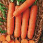 foto La carota la cultivar Praline