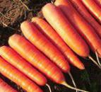 foto La carota la cultivar Nanda F1