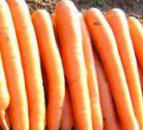 foto La carota la cultivar Rosal 