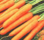 foto La carota la cultivar Fehnsi 