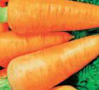 Foto Zanahoria variedad Shantane Red Kored