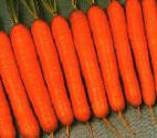 foto La carota la cultivar Nansen F1