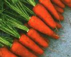 foto La carota la cultivar Shantaneh 2 Komet