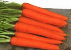 foto La carota la cultivar Samanta F1