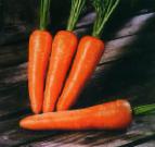 kuva Porkkana laji Bolteks 