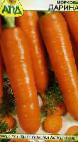 foto La carota la cultivar Darina