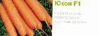 foto La carota la cultivar Yukon F1 (Singenta)