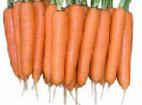 Photo une carotte l'espèce Ehlegans F1