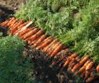 foto La carota la cultivar Nyukholl F1
