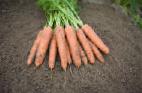 foto La carota la cultivar Belgrado F1
