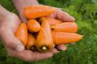 Photo une carotte l'espèce Karakas