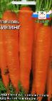 foto La carota la cultivar Viking