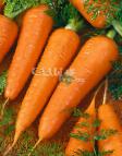 foto La carota la cultivar Silvano F1