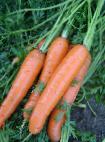 foto La carota la cultivar Kampo
