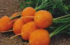 Фото Морковь сорт Полярная клюква 