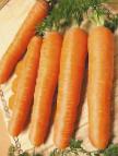 foto La carota la cultivar Chukotskijj stil 