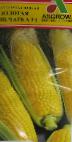 Photo un maïs l'espèce Zolotaya pechatka F1