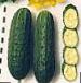 Photo Cucumbers grade Pasadobl F1 
