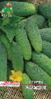 Photo Cucumbers grade Malyshok