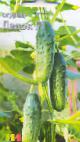 Photo Cucumbers grade Dedok F1