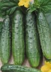 Photo Cucumbers grade Karambol F1