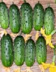 Photo Cucumbers grade Kalendar F1