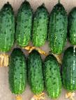 Photo Cucumbers grade Balagan F1