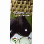 Photo Eggplant grade Severyanin
