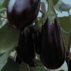 Photo Eggplant grade Destan F1