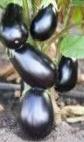 Photo Eggplant grade Antracit F1