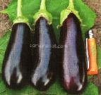 Photo Eggplant grade Agat F1