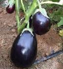 Photo Eggplant grade Perfekshen F1
