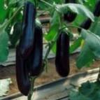 Photo Eggplant grade NajjtLedi F1