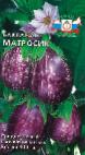 Photo Eggplant grade Matrosik