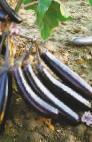 Photo une aubergine l'espèce Korol Severa F1