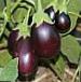 Photo une aubergine l'espèce Nehnsi F1