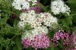 zdjęcie Ogrodowe Kwiaty Chusta Dla Nowożeńców, Spirea, Steeplebush (Spiraea), biały