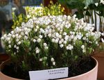 fotografie Záhradné kvety Hora Vres (Phyllodoce), biely