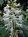 Photo les fleurs du jardin Photinia , blanc