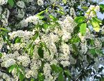 foto I fiori da giardino Uccello Ciliegia, Prugna Ciliegia (Prunus Padus), bianco