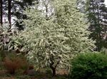 снимка Градински цветове Птица Череша, Джанка (Prunus Padus), бял