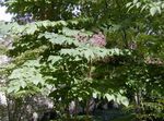 fotoğraf Japon Angelica Ağacı özellikleri